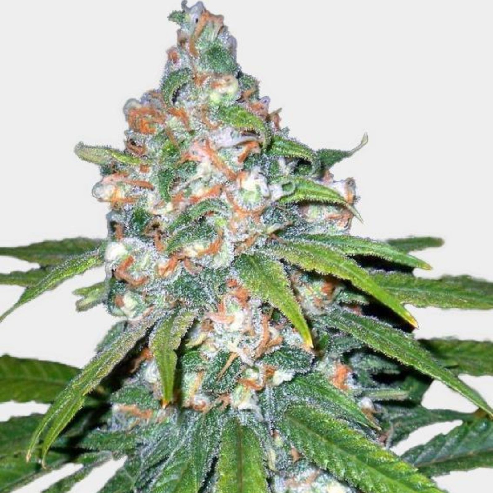 専用【 CRD2本】Super Lemon Haze SuperLemonHaze_colorized_IG_Gr